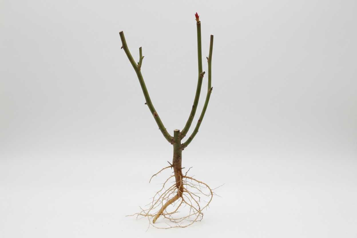 non fais petite quantité de racine cest pas toufée