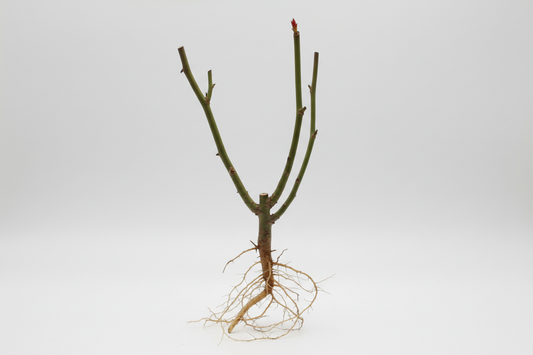 non fais petite quantité de racine cest pas toufée