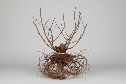 باقة 10 شتلات ورد جوري (ألوان متعددة) - جذور عارية